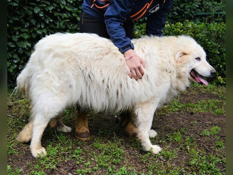Hadriano - Viel mehr als nur einer unter vielen!