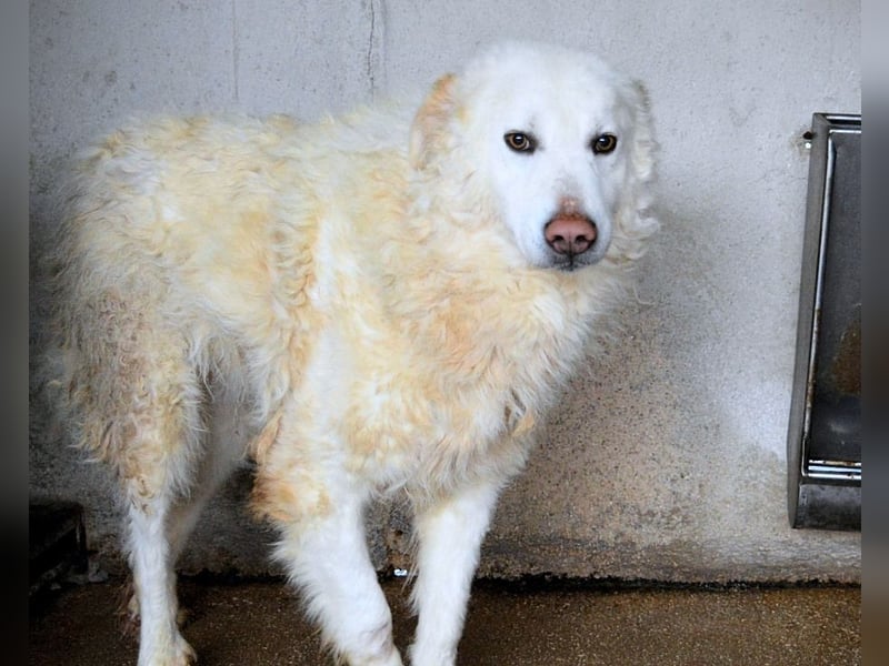 Folquet - Im falschen Leben