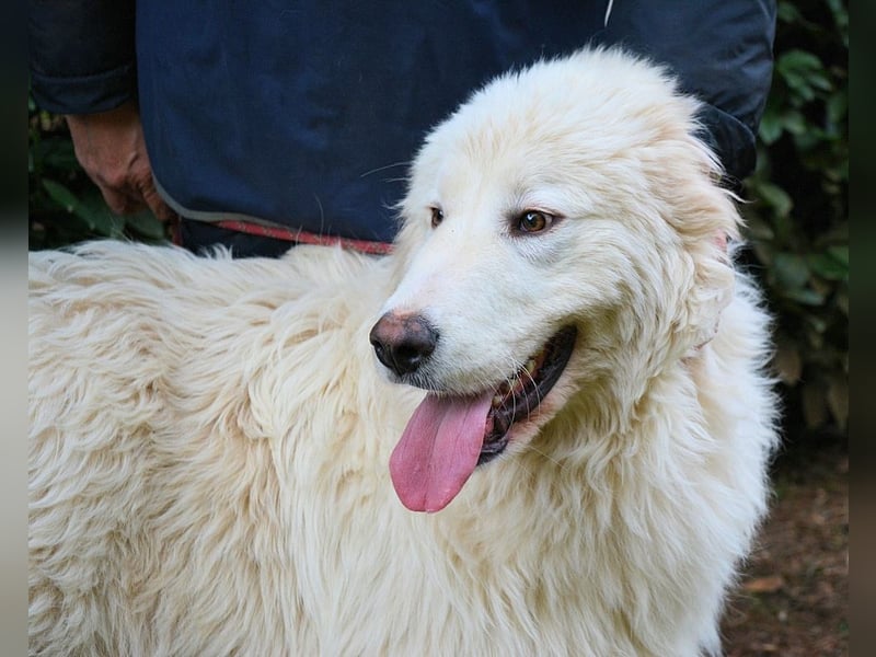 Leofric - Kleiner Löwe hat Großes vor