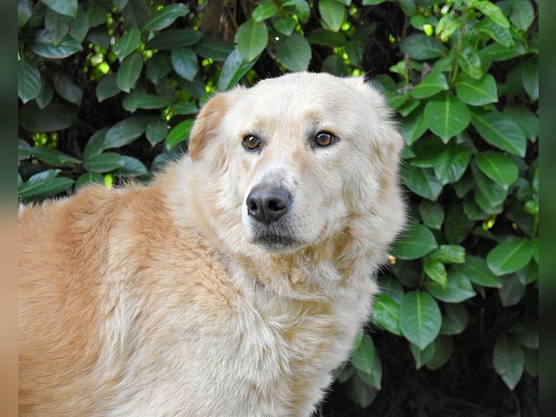 Antiloco - Nur ein Wunsch: endlich nach Hause!