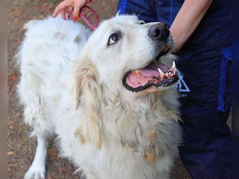 Aristodemo - nicht nur Schall und Rauch