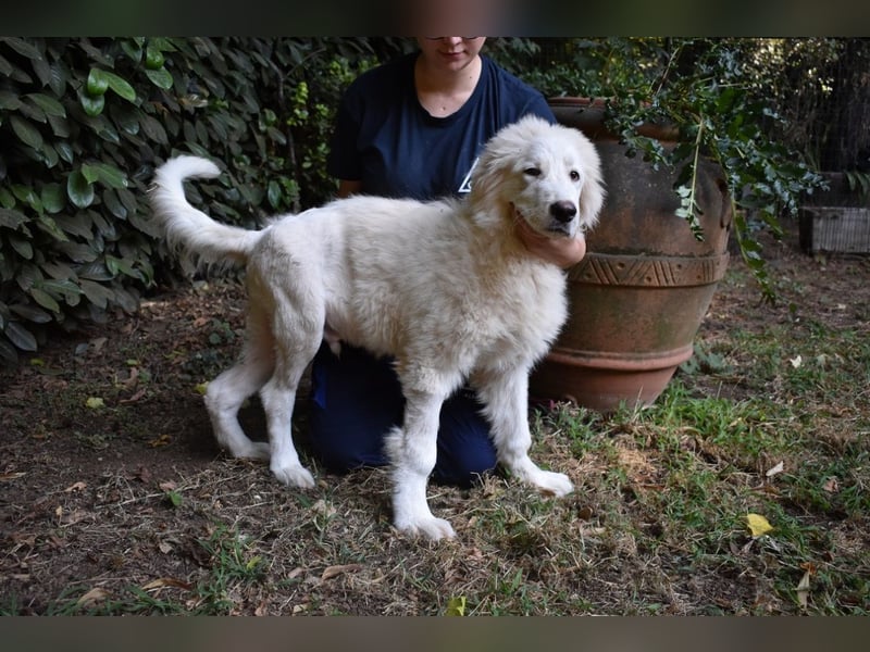 Leofric - Kleiner Löwe hat Großes vor