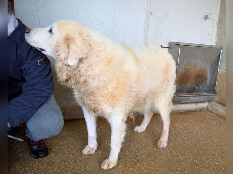 Eskie - aber bitte mit Sahne ins Glück!