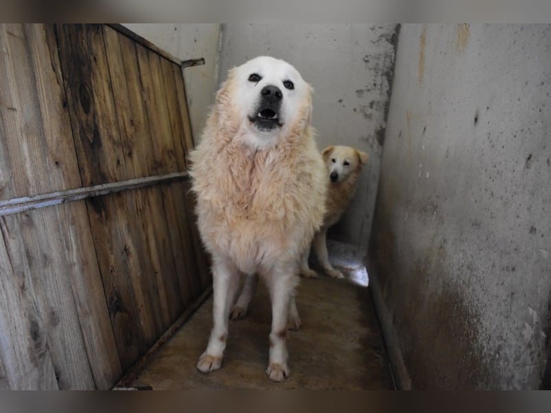 Daigle - "Tauschen Sie den Rest Ihres Zögerns gegen den Rest meines Lebens!"