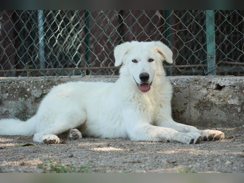 Mona - eine weiße Herzensbrecherin und ihre drei Schwestern