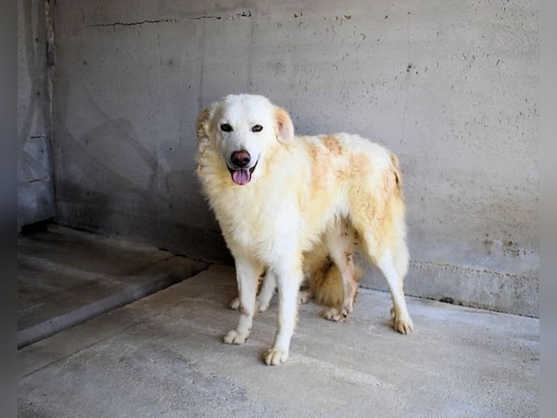 Folquet - Für immer zusammen?