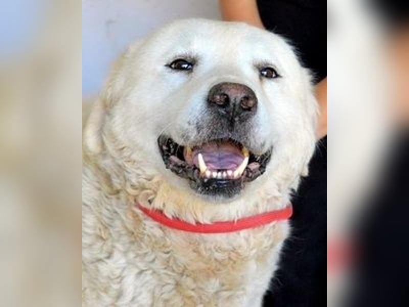 Eskie - aber bitte mit Sahne ins Glück!