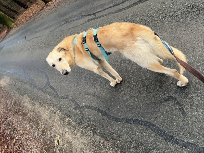 Yannick - SOS- (Dringend Pfflegestelle oder Zuhause gesucht )verloren zwischen Angst und Bindung