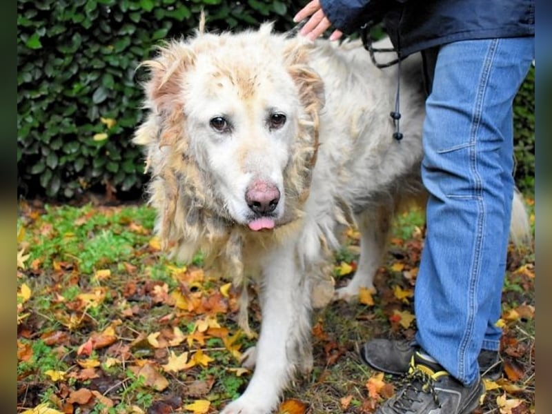 Akamu - Sucht seinen passenden Deckel