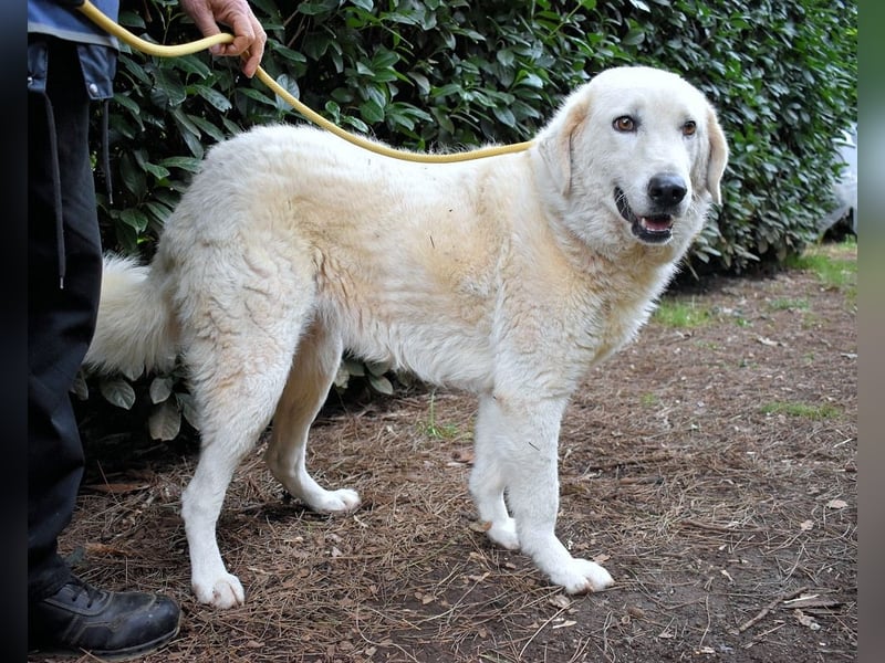 Damarius - niemals ist eine schrecklich lange Zeit