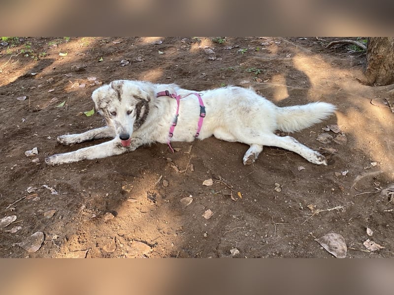 Mulan - eine weiße Herzensbrecherin und ihre drei Schwestern