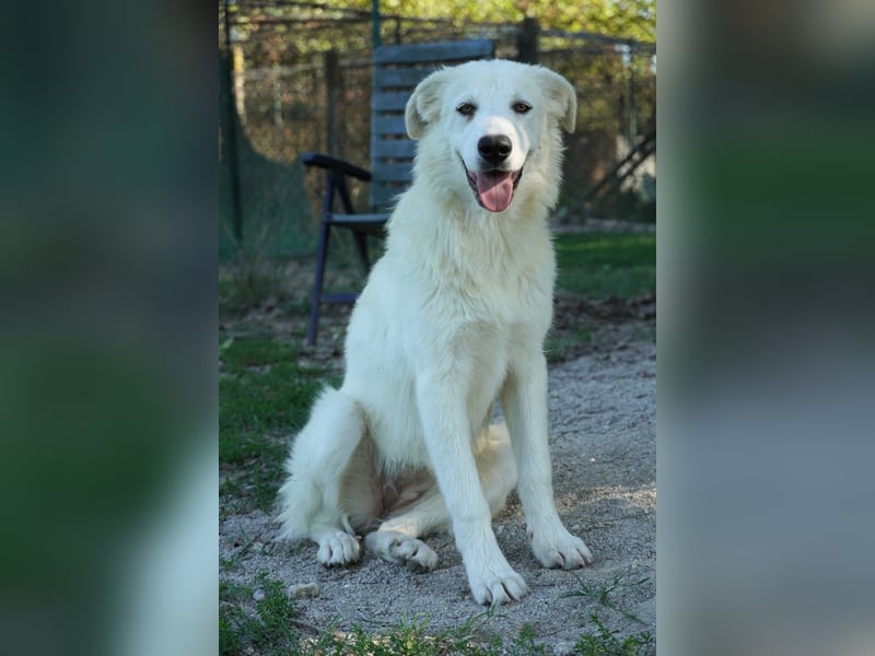 Mira - eine weiße Herzensbrecherin und ihre drei Schwestern