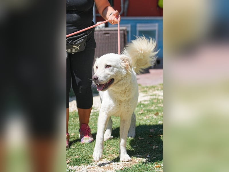 Cornelius - ein junger Rüde mir Herz, Köpfchen und Tatendrang