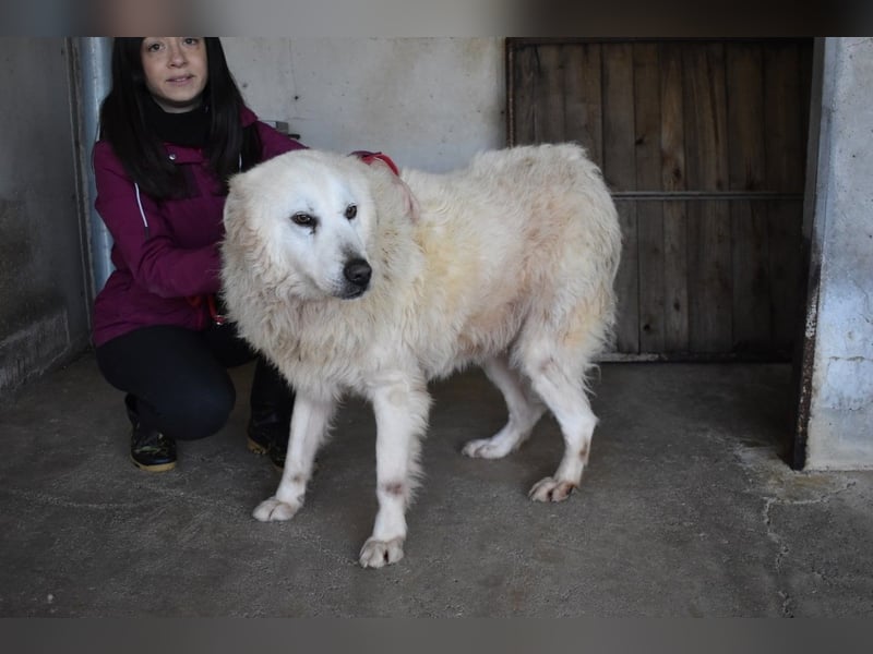 Daigle - "Tauschen Sie den Rest Ihres Zögerns gegen den Rest meines Lebens!"