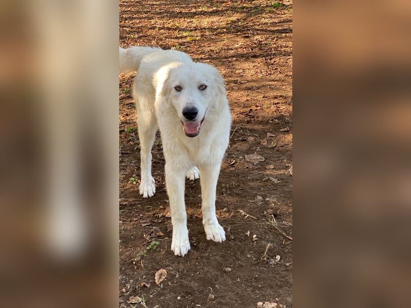 Madea - eine weiße Herzensbrecherin und ihre drei Schwestern