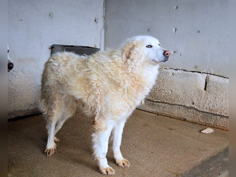 Folquet - Im falschen Leben