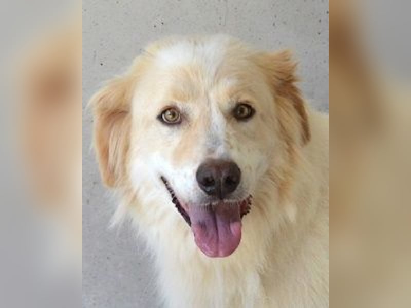 Pratheep - Vom Clan der Fussel - Pfoten