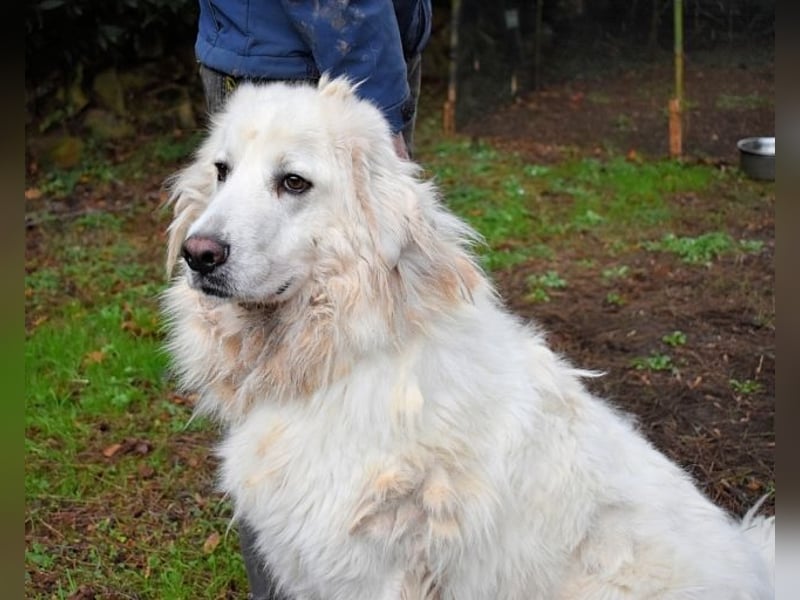 Aristodemo - nicht nur Schall und Rauch