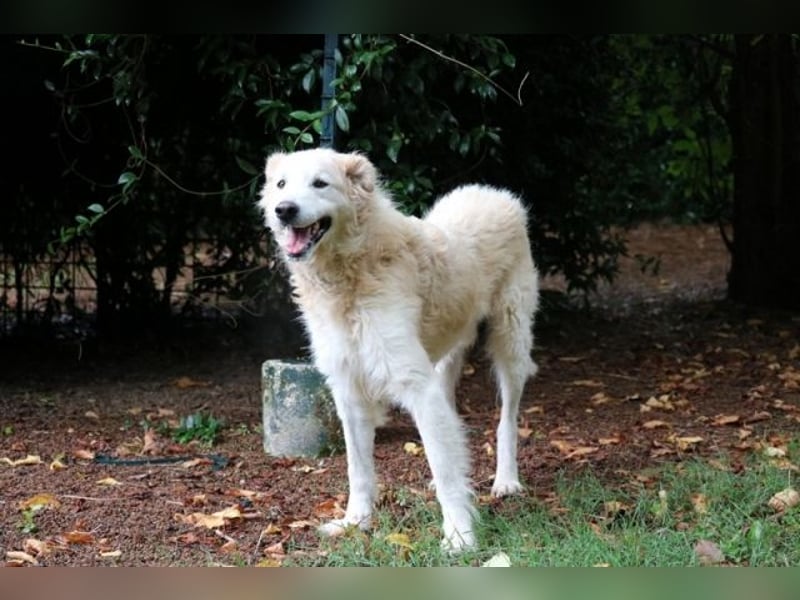 Dominico - Die Stimme des Windes