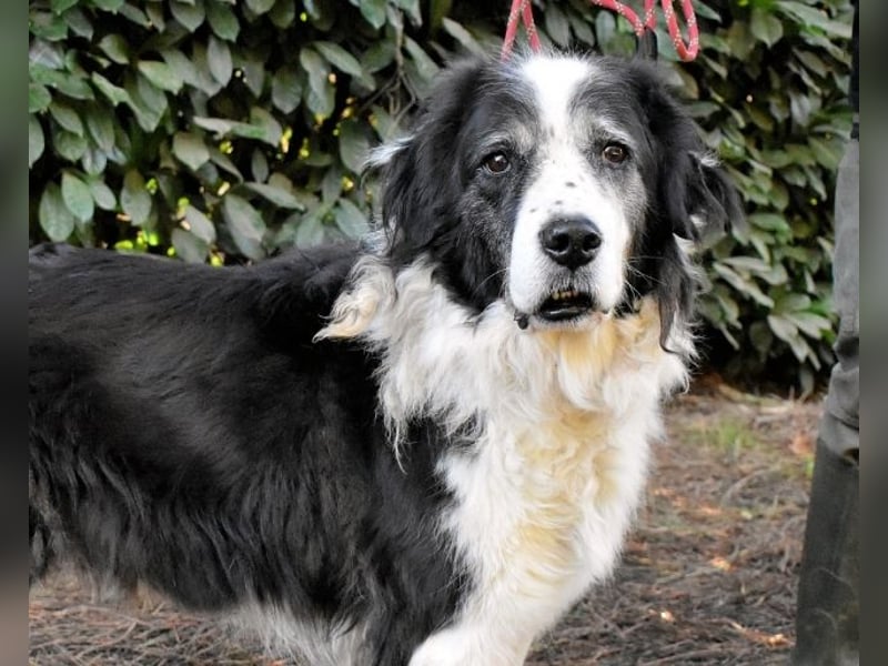 Hindah - Dreieinhalb Sommersprossen