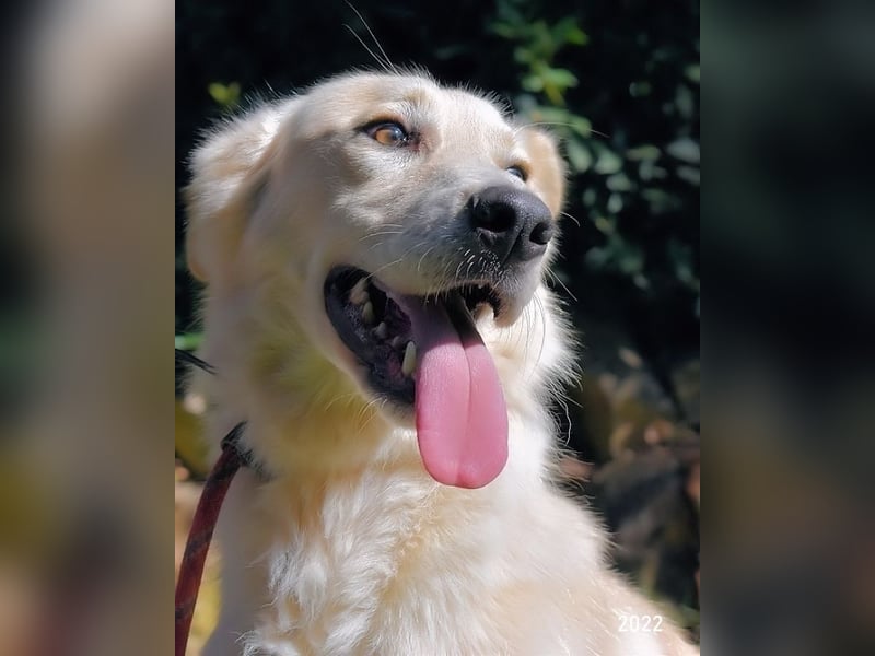 Antiloco - Nur ein Wunsch: endlich nach Hause!