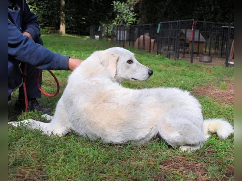 Damarius - niemals ist eine schrecklich lange Zeit