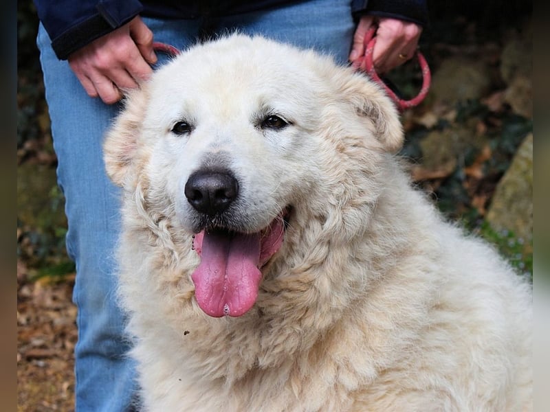 Tallulah - Grandezza auf vier Pfoten!