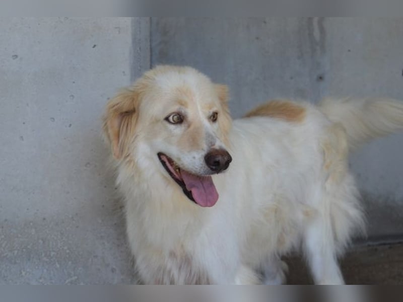 Pratheep - Vom Clan der Fussel - Pfoten