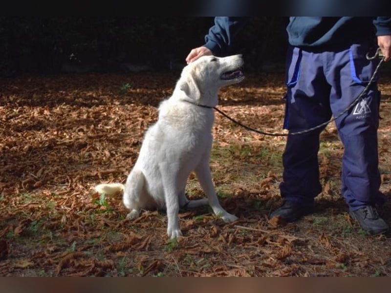 Damarius - niemals ist eine schrecklich lange Zeit