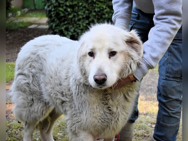 Gorivah - Das Leben ist zu kurz...