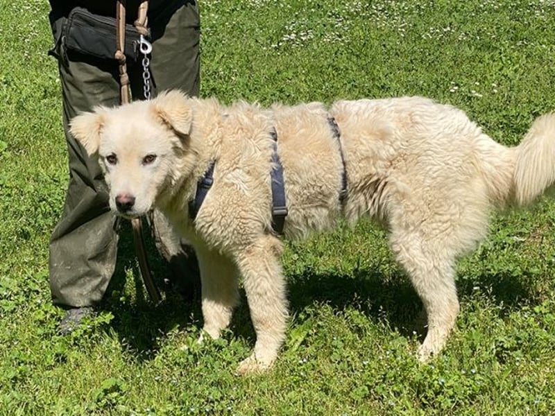 Cornelius - Vom Zurückgelassenen zum Lernwilligen