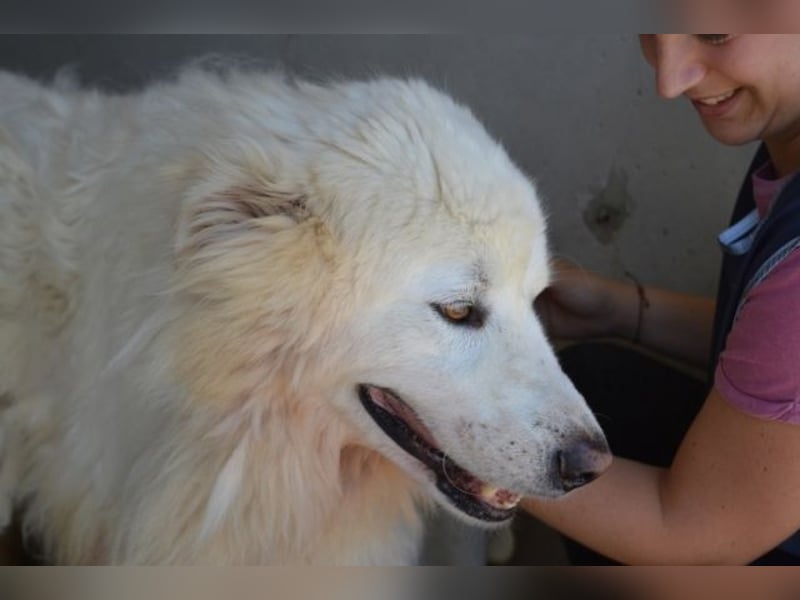 Jaafar - Der sanfte Riese Jaafar - Der sanfte Riese