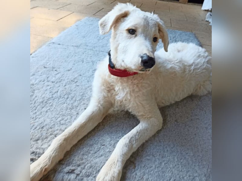 Bullo - weißer Eisbär mit sanfter Seele