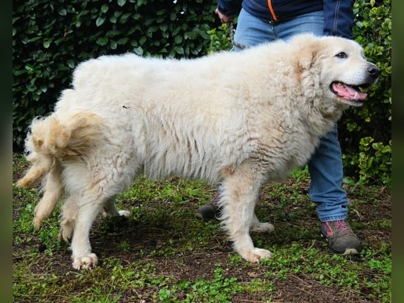 Tallulah - Grandezza auf vier Pfoten!