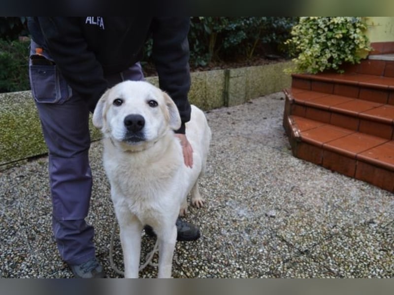 Neeko - Traumhund sucht Traummenschen