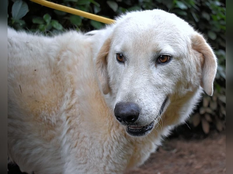 Damarius - niemals ist eine schrecklich lange Zeit