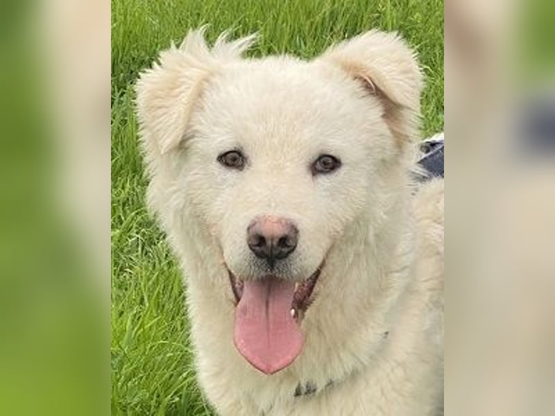 Cornelius - Vom Zurückgelassenen zum Lernwilligen