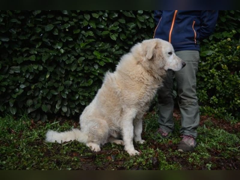 Gherardo - Ein Adler bleibt ein Adler...