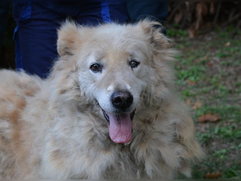 Dominico - Die Stimme des Windes