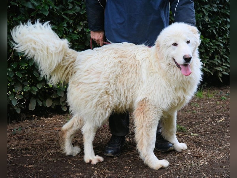 Leofric - Kleiner Löwe hat Großes vor