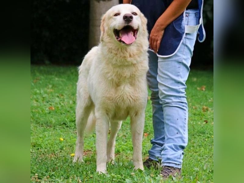 Abele - wenn Kraft und Zeit verloren gehen
