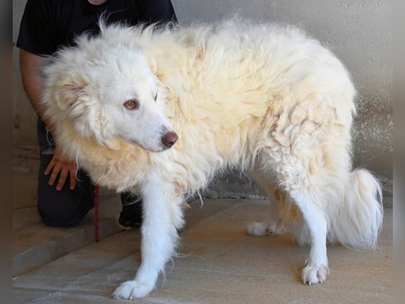 Haigen - Free HAIGEN