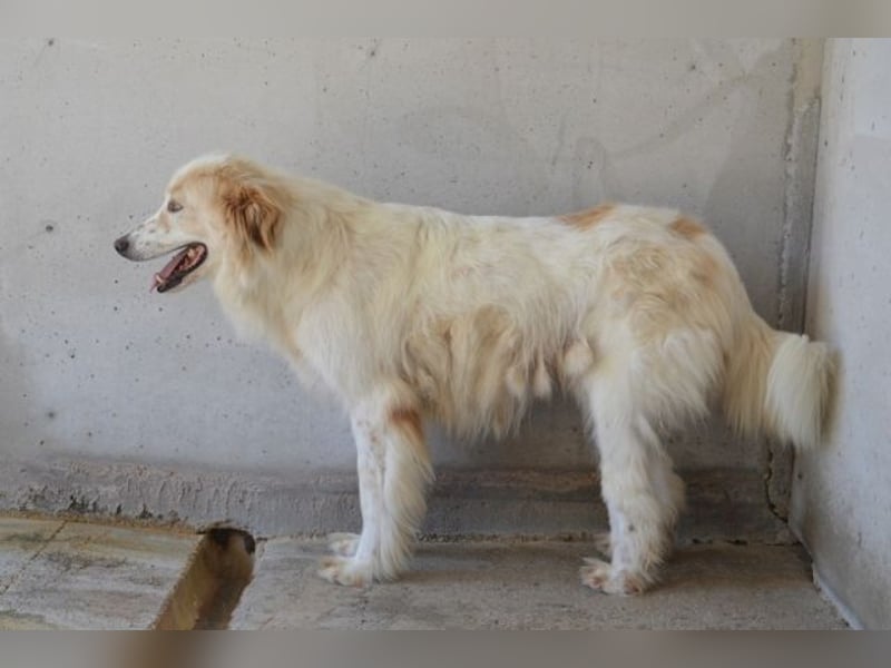 Pratheep - Vom Clan der Fussel - Pfoten