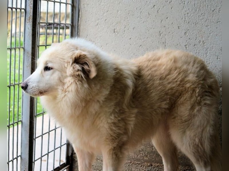 Olivielle- Junge Dame im Bärenmantel