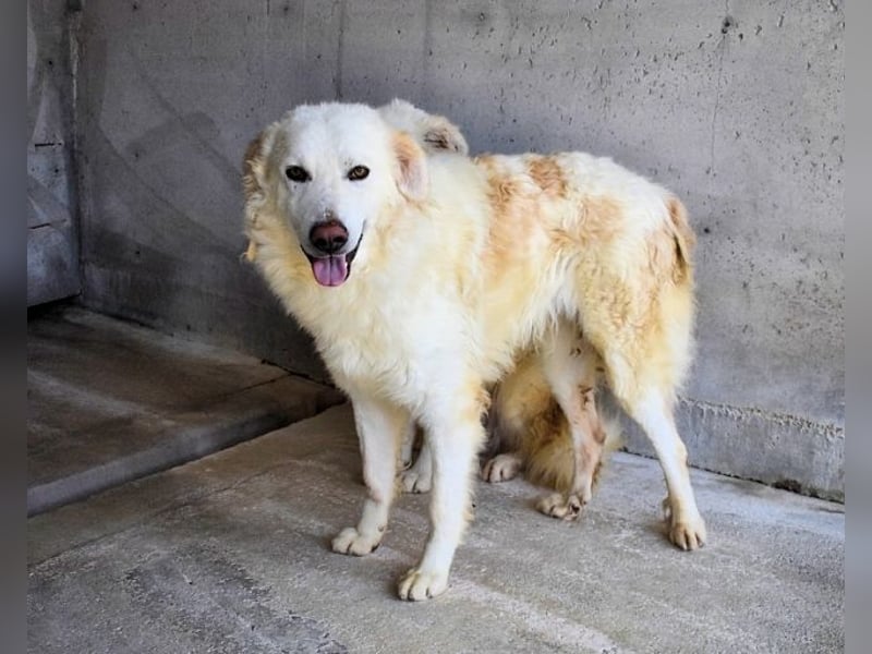 Folquet - Für immer zusammen?