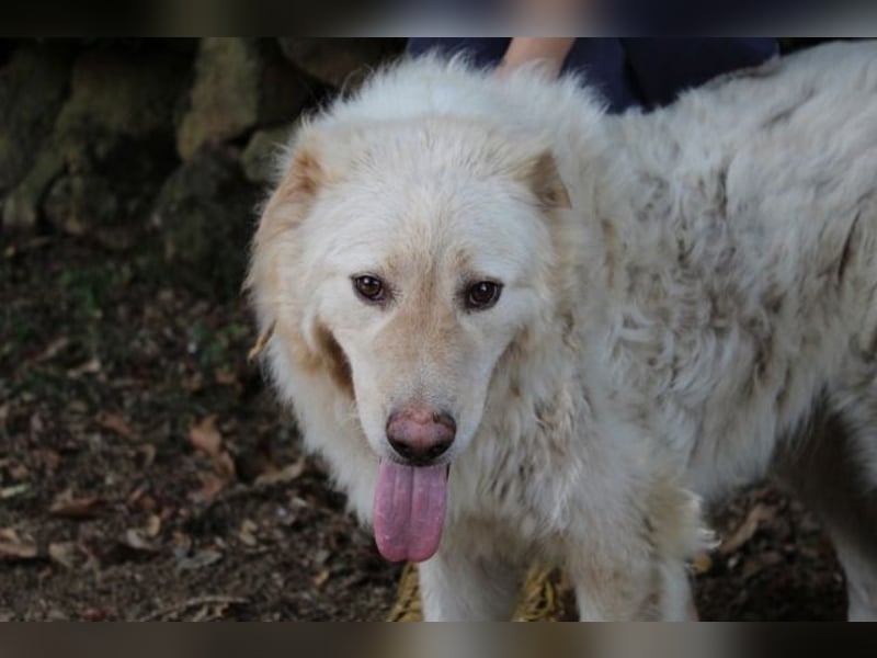 Pinturicchio - Finde den Fehler!