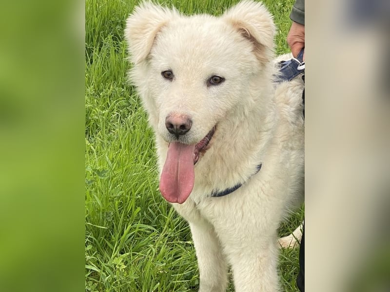 Cornelius - Vom Zurückgelassenen zum Lernwilligen