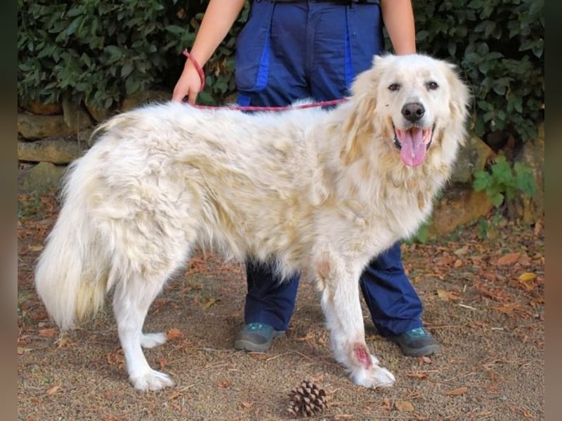 Aristodemo - nicht nur Schall und Rauch