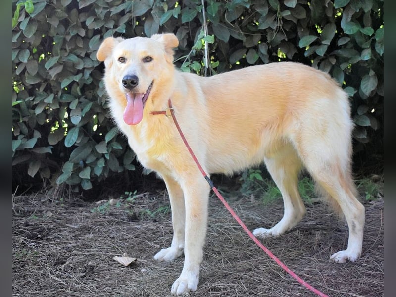 Antiloco - Nur ein Wunsch: endlich nach Hause!