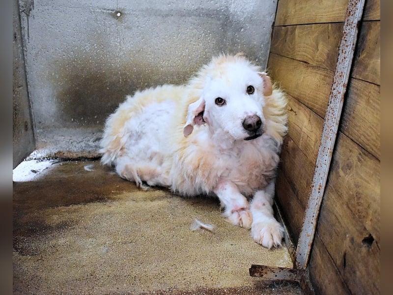 Haigen - SOS - Wenn das Foto zur Anklage wird.